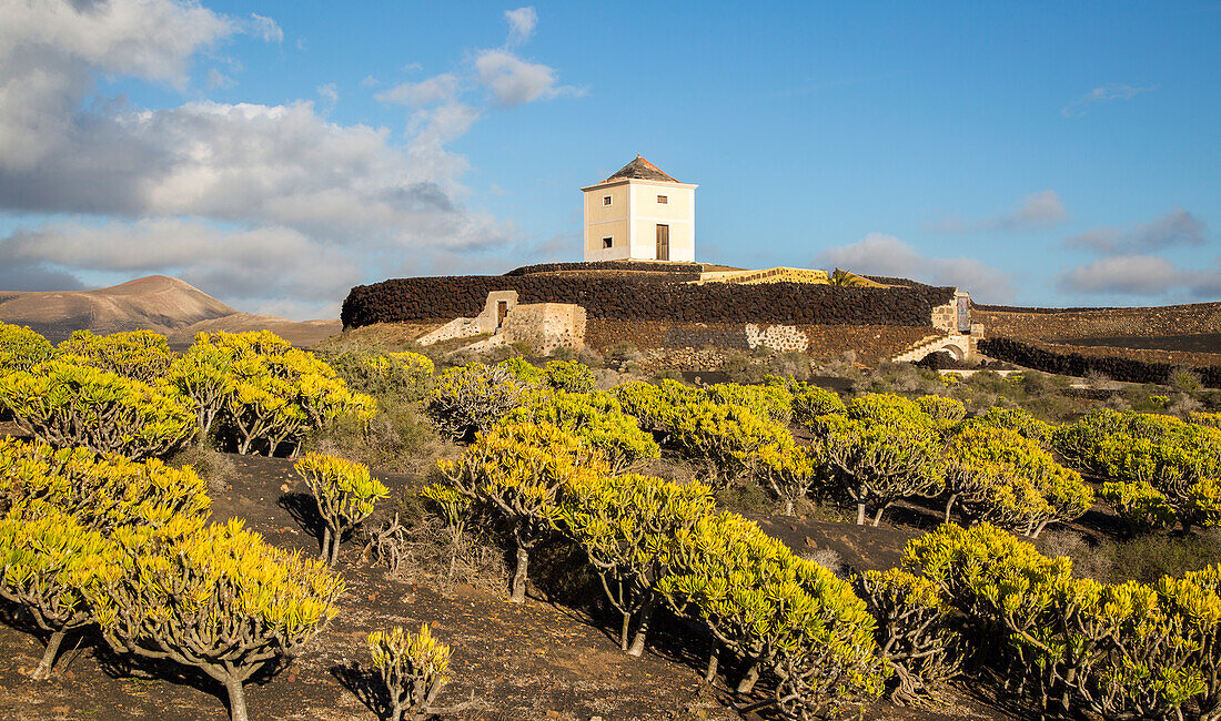 Molino Viejo Windmühle Landschaft Kleinia Nerifolia Pflanzen, Yaiza Lanzarote, Kanarische Inseln, Spanien