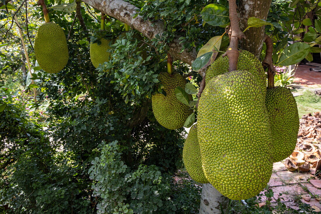  Giant jackfruit on the tree, Cai Lay (Cái Lậy), Tien Giang (Tiền Giang), Vietnam, Asia 