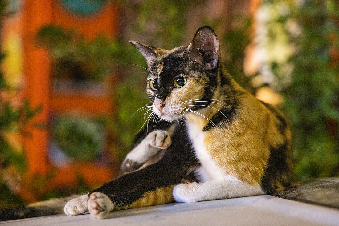  Crazy looking cat at night, Phnom Penh, Phnom Penh, Cambodia, Asia 