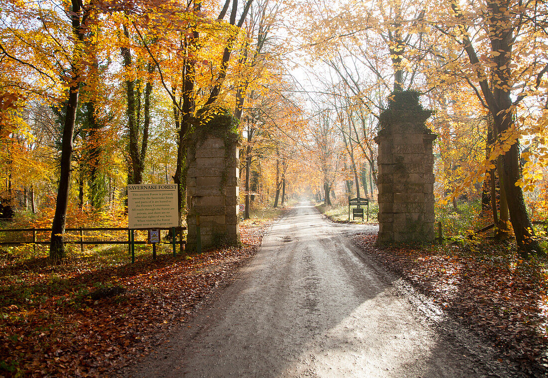 Orange-braune Buchen im Herbst Savernake Forest, Wiltshire, England, Großbritannien