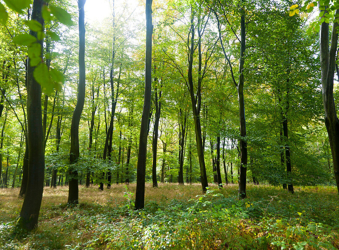 Beech trees in early autumn, Savernake forest, near Marlborough, Wiltshire, England, UK