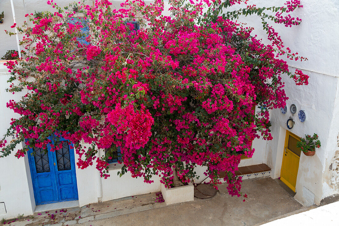 Red flowers of bougainvillea plant, Nyctaginaceae, village of Nijar, Almeria, Spain