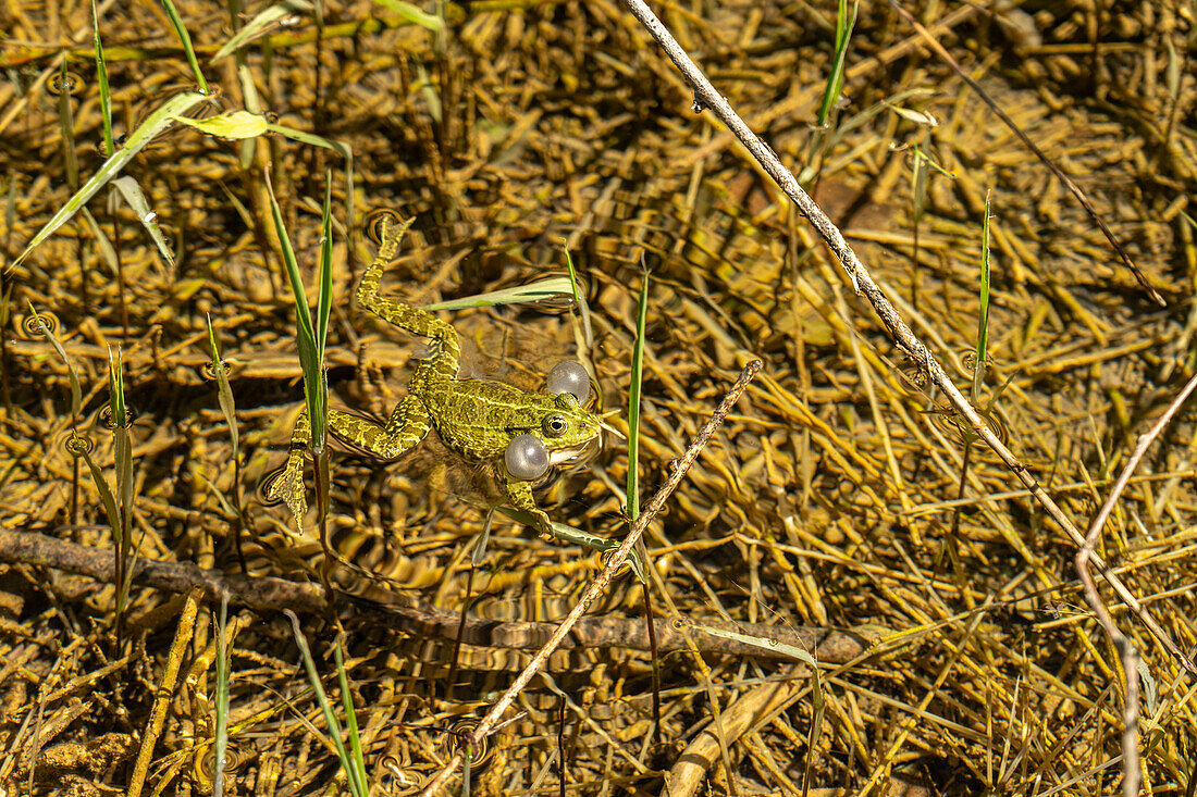 Wasserfrosch mit Schallblasen im Nationalpark Krka, Kroatien, Europa 