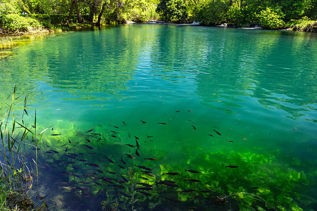  Fishes in the clear water of the Krka River in Krka National Park, Croatia, Europe  