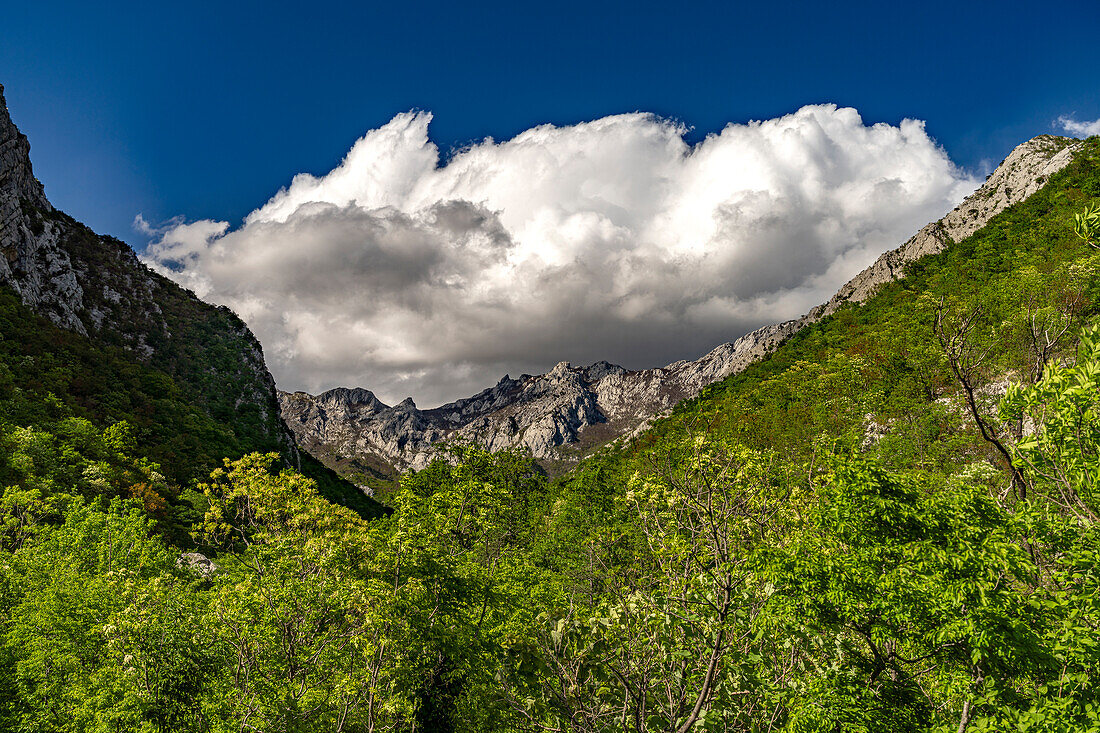  Beech forests in the Velika Paklenica canyon in Paklenica National Park, Croatia, Europe  