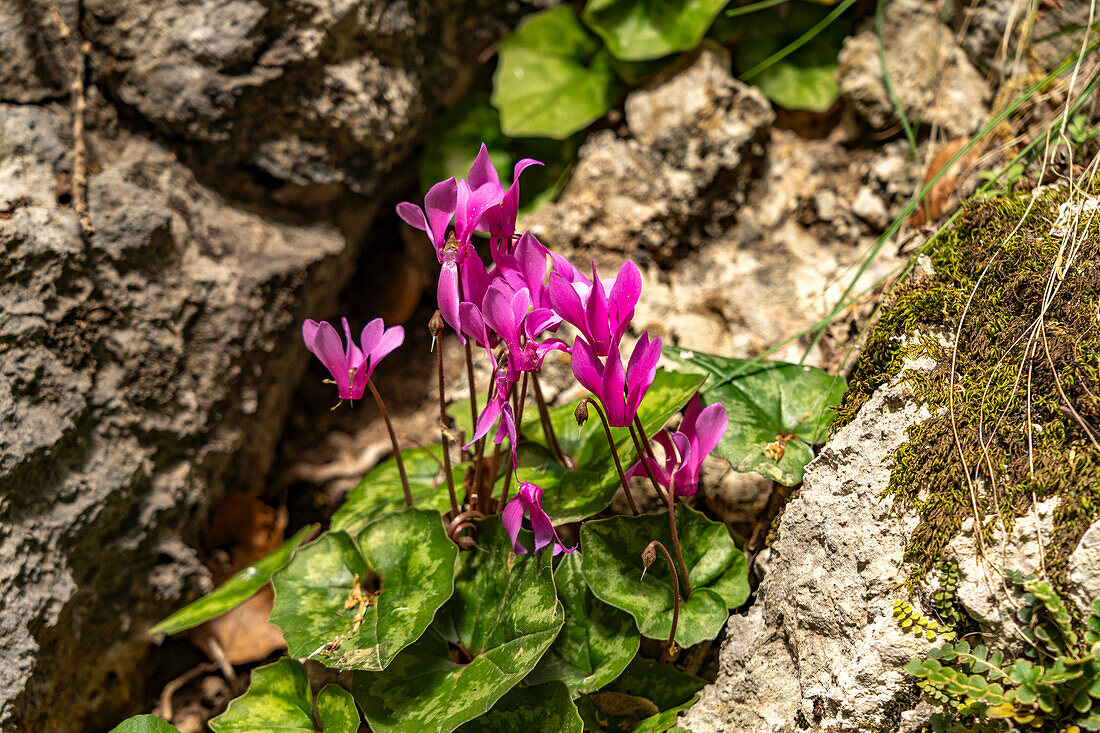  Cyclamen in the Velika Paklenica canyon in Paklenica National Park, Croatia, Europe  