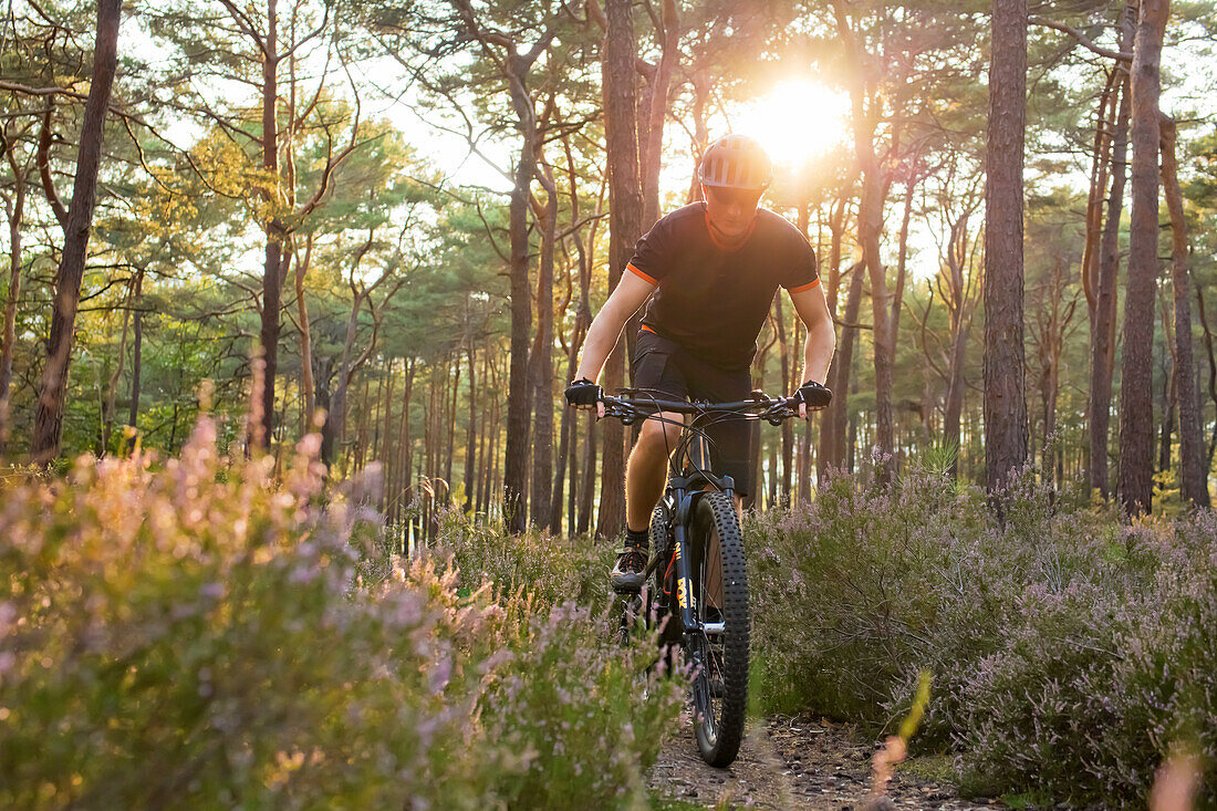  Mountain bikers in the Palatinate Forest, Neustadt an der Weinstraße, Rhineland-Palatinate, Germany 