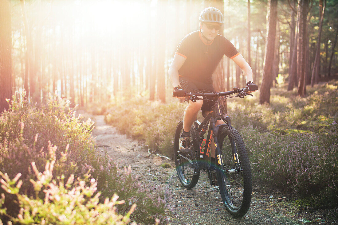  Mountain bikers in the Palatinate Forest, Neustadt an der Weinstraße, Rhineland-Palatinate, Germany 