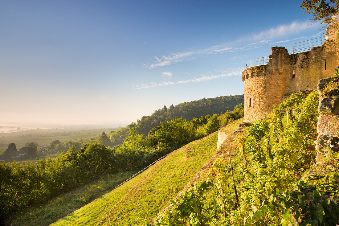  The Wachtenburg in autumn with vineyards, Wachenheim an der Weinstraße, Rhineland-Palatinate, Germany 