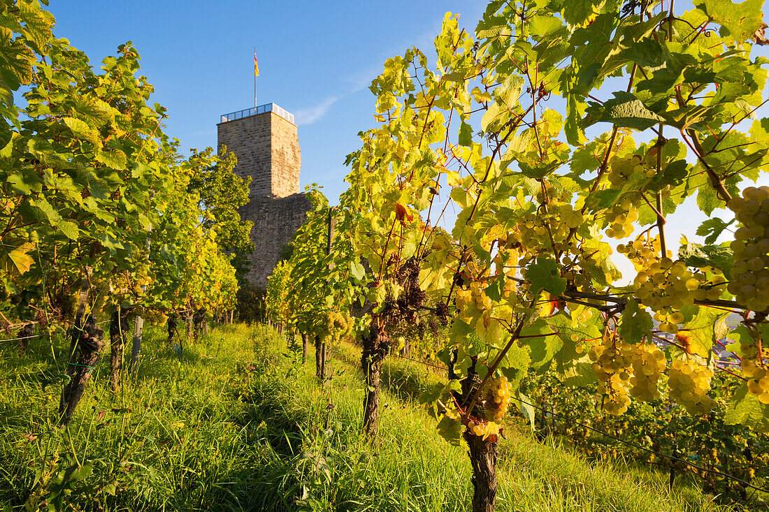  The Wachtenburg in the vineyards of Wachenheim, Rhineland-Palatinate, Germany 