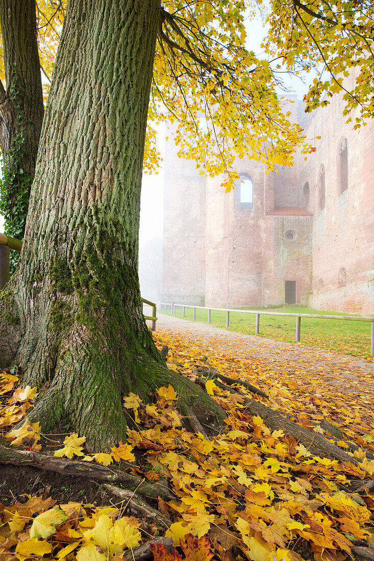 Die Klosteruine Limburg im Herbst, Bad Dürkheim, Rheinland-Pfalz, Deutschland