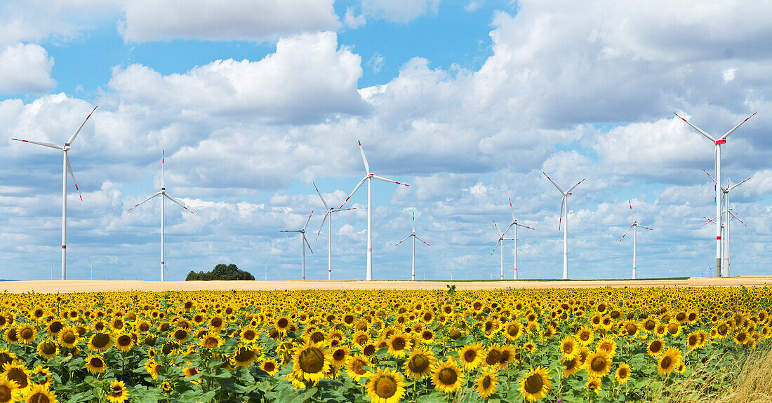  Sunflower field with wind turbines against a blue cloudy sky, Alzey, Rhineland-Palatinate, Germany 