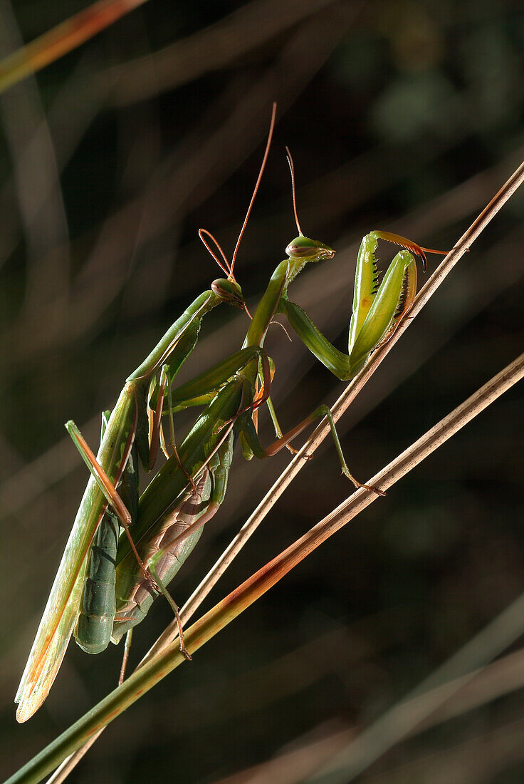 Europäische Gottesanbeterin (Mantis Religiosa) Paarung, Europa