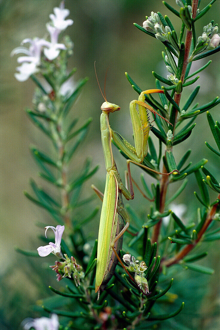 Europäische Gottesanbeterin (Mantis Religiosa) weiblich, Italien