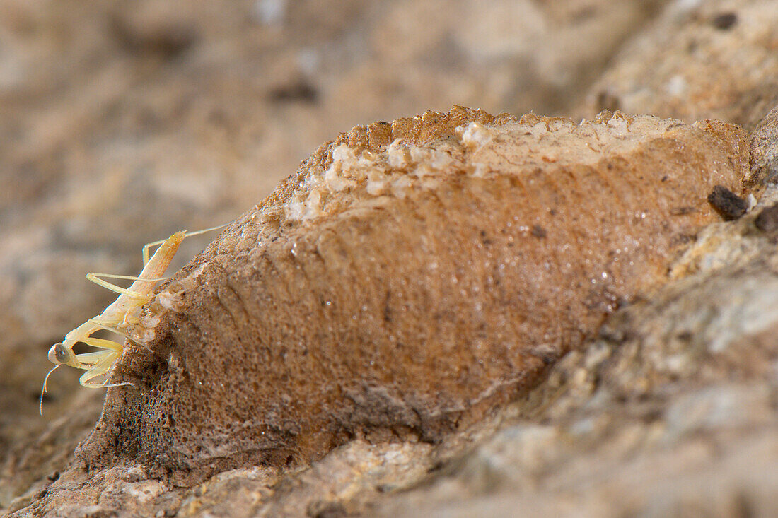 Europäische Gottesanbeterin (Mantis Religiosa) Baby, gerade geschlüpft, stehend auf Oothek, Provinz Savona, Ligurien, Italien, Juni