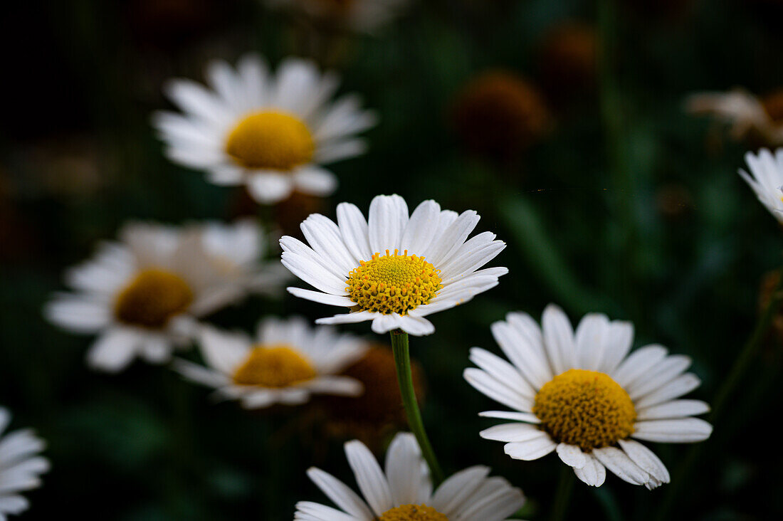 Weiße Blüte mit gelben Stempel einer Margerite (Leucanthemum), Jena, Thüringen, Deutschland