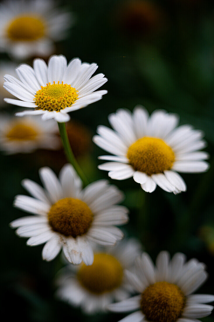  White flower with yellow pistil of a daisy (Leucanthemum), Jena, Thuringia, Germany 