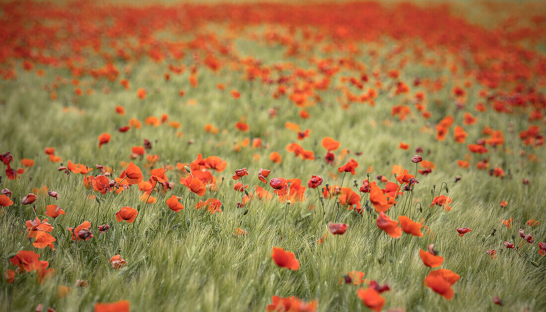 Mohnfeld in der Provence in Frankreich