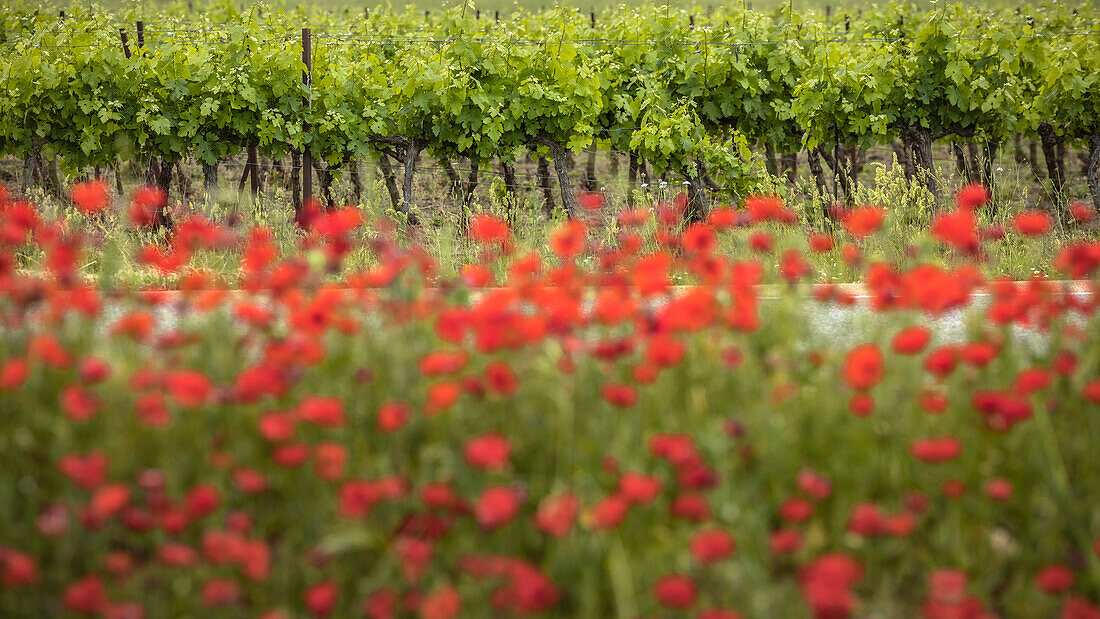 Mohnfeld in der Provence in Frankreich