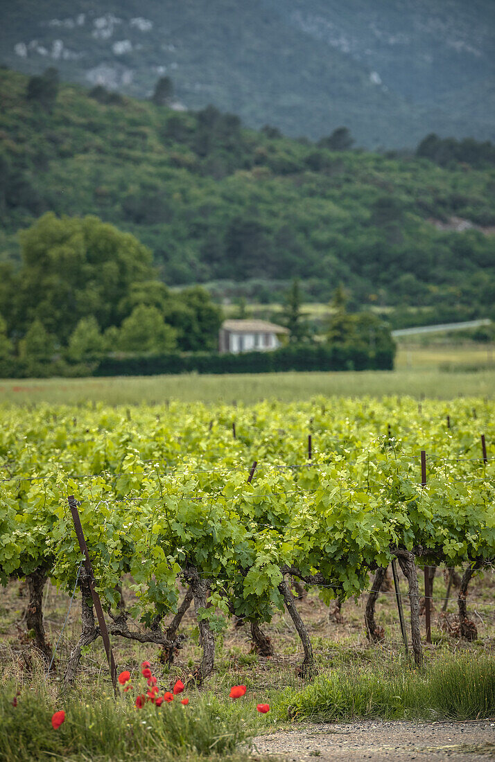 Weinbaugebiet in Provence, Frankreich