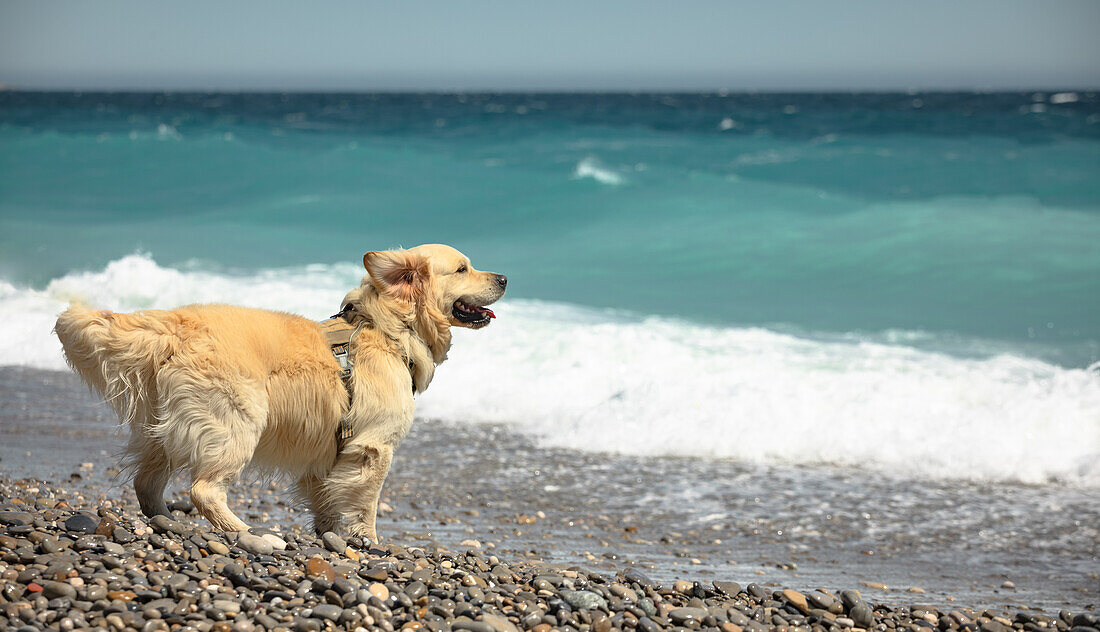  Dog golden retriever on the beach of Cote d&#39;Azur in Nice, France 