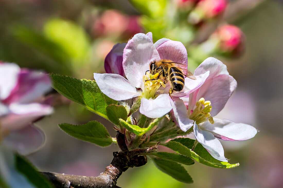 Fleißige Biene in einer Apfelblüte, Bayern, Deutschland