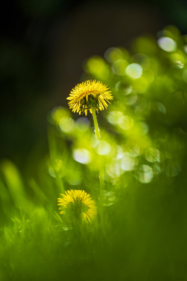  Dandelions in a spring meadow, Bavaria, Germany, Europe 