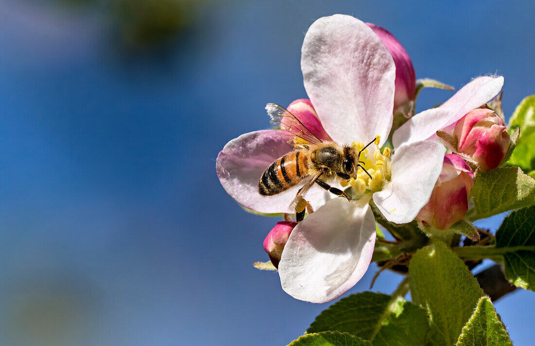 Fleißige Biene in einer Apfelblüte, Bayern, Deutschland