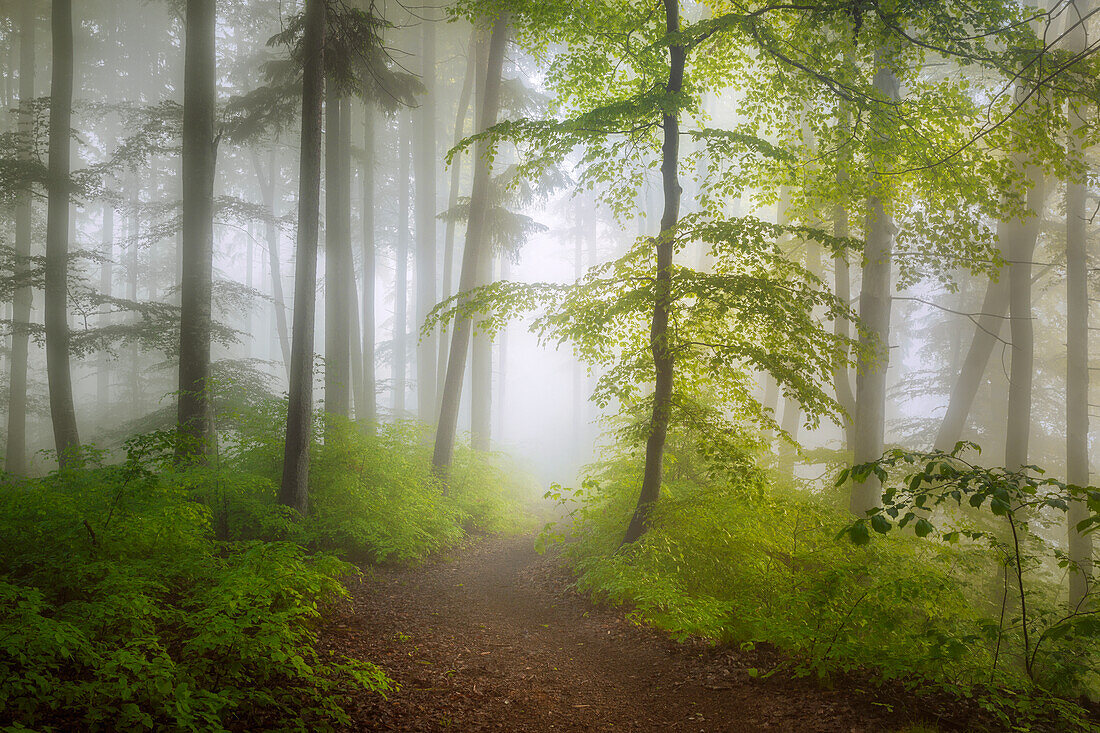  Spring morning in the beech forest, Bavaria, Germany 