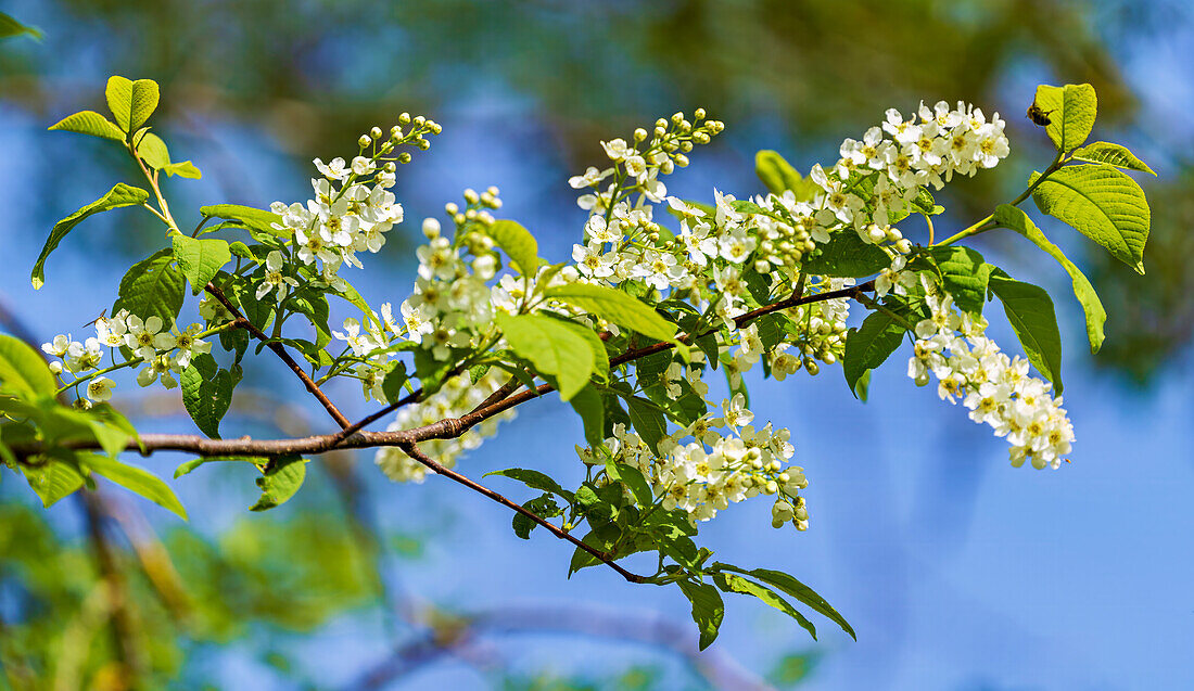 Wildkirschenblüten im Licht eines Frühlingsabends, Bayern, Deutschland, Europa