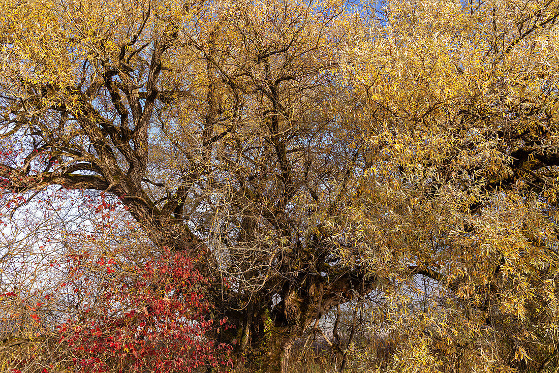  Willow tree on a sunny misty morning in the Murnauer Moos in autumn, Murnau, Bavaria, Germany, Europe 