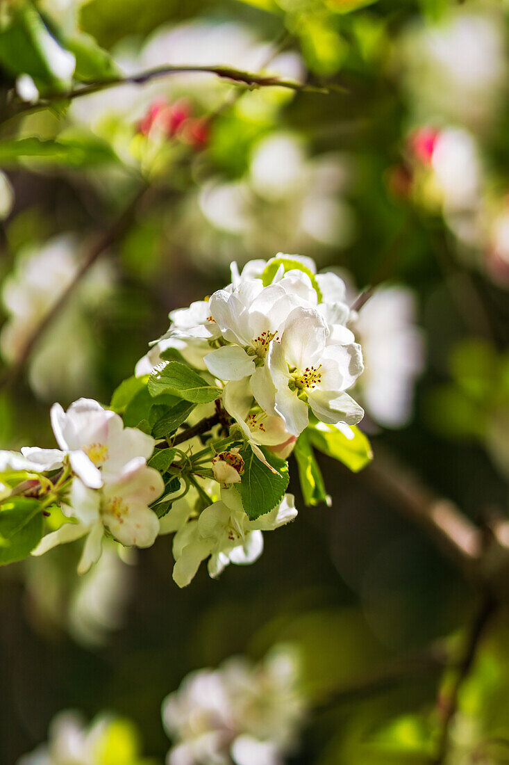 Apfelblüten im Frühlingslicht, Bayern, Deutschland, Europa