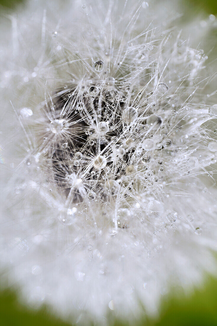  Dandelion, covered in dew, early morning, Bavaria, Germany 