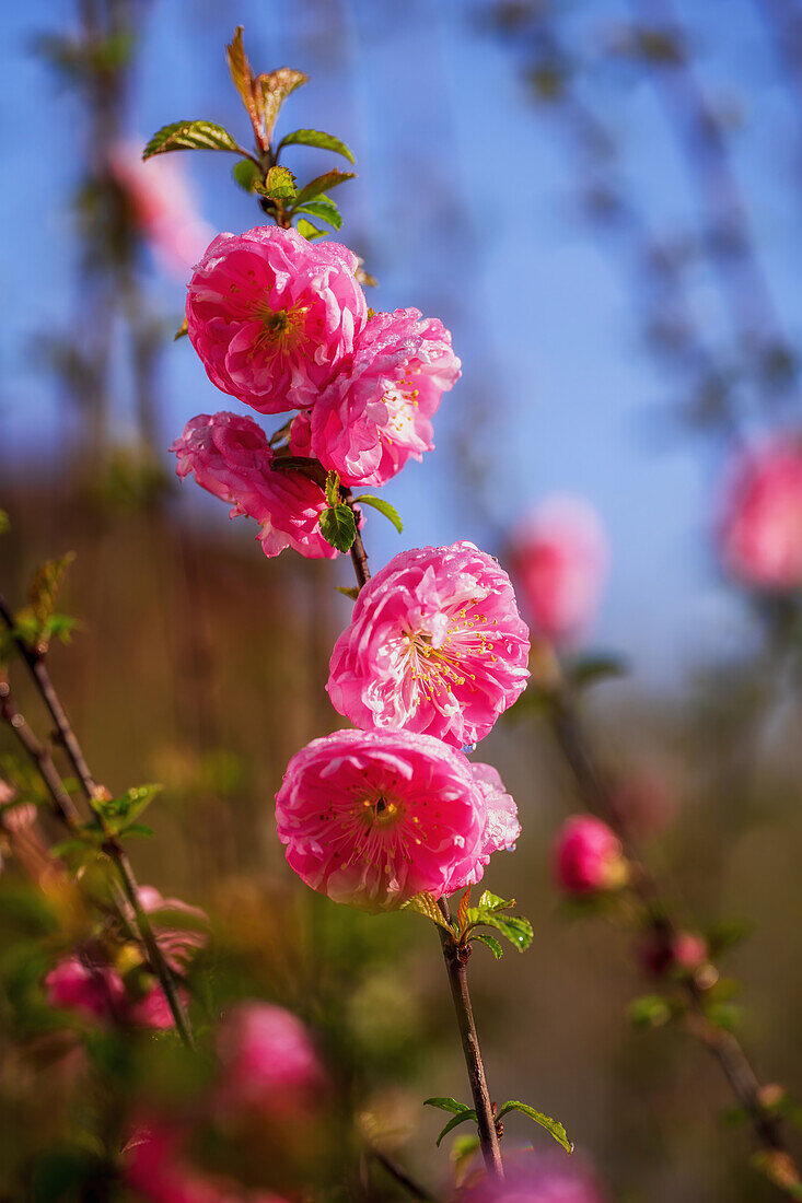  Almond blossoms in spring light, Bavaria, Germany, Europe 