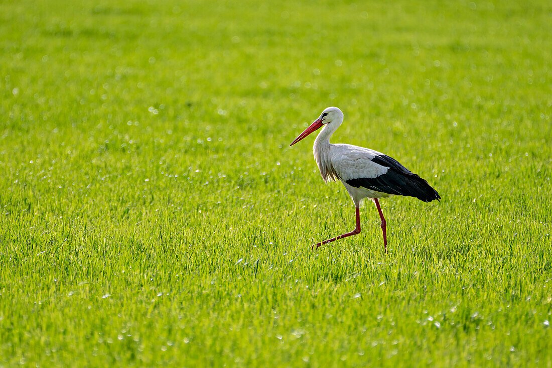  A stork in the Weilheimer Moos, Upper Bavaria, Bavaria, Germany 