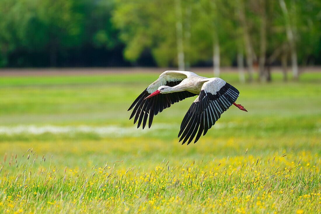  A flying stork in the Weilheimer Moos, Upper Bavaria, Bavaria, Germany 