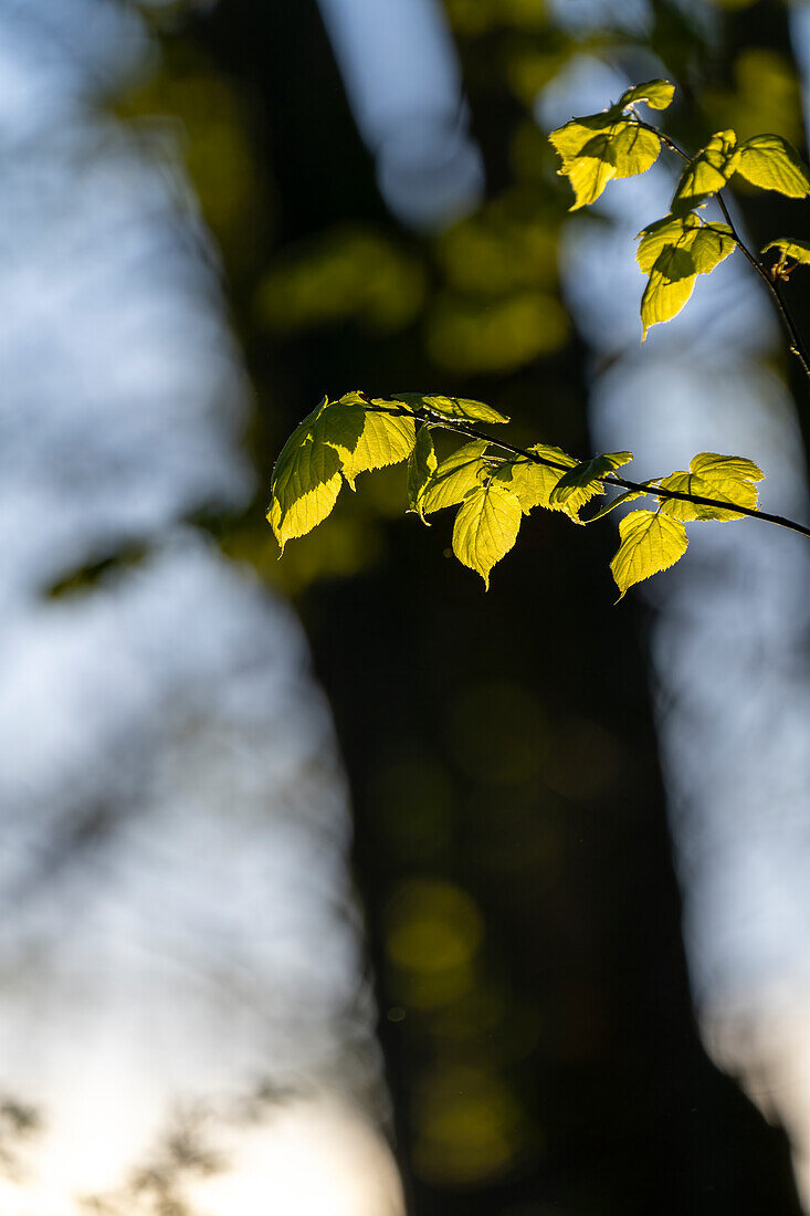  Evening mood in the beech forest in spring, Bavaria, Germany 