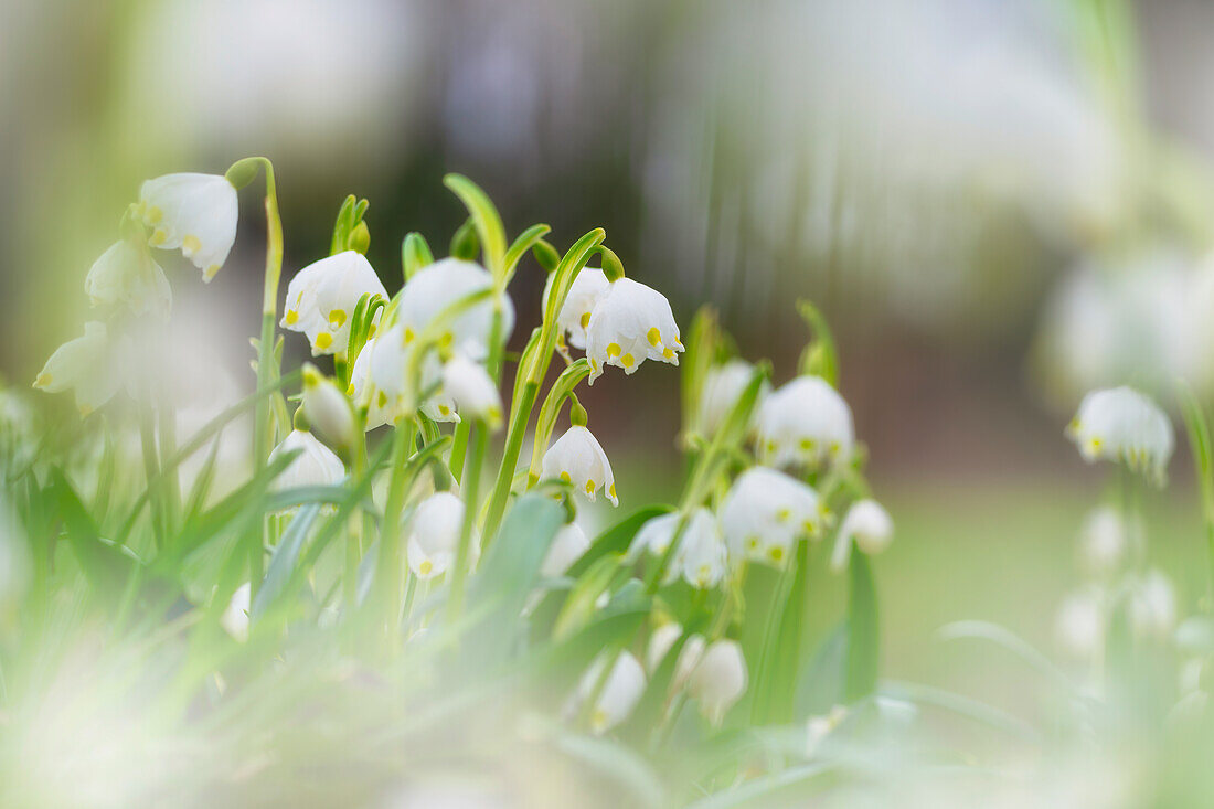  Snowdrops in the Murnauer Moos, Murnau, Bavaria, Germany, Europe     