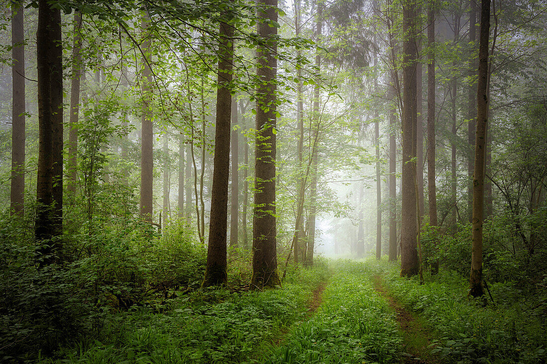  Foggy morning in a forest in spring, Bavaria, Germany, Europe 