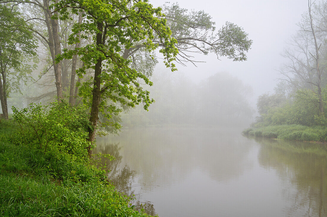 Nebliger Morgen im Mai an einem Altwasserarm der Ammer bei Weilheim, Bayern, Deutschland