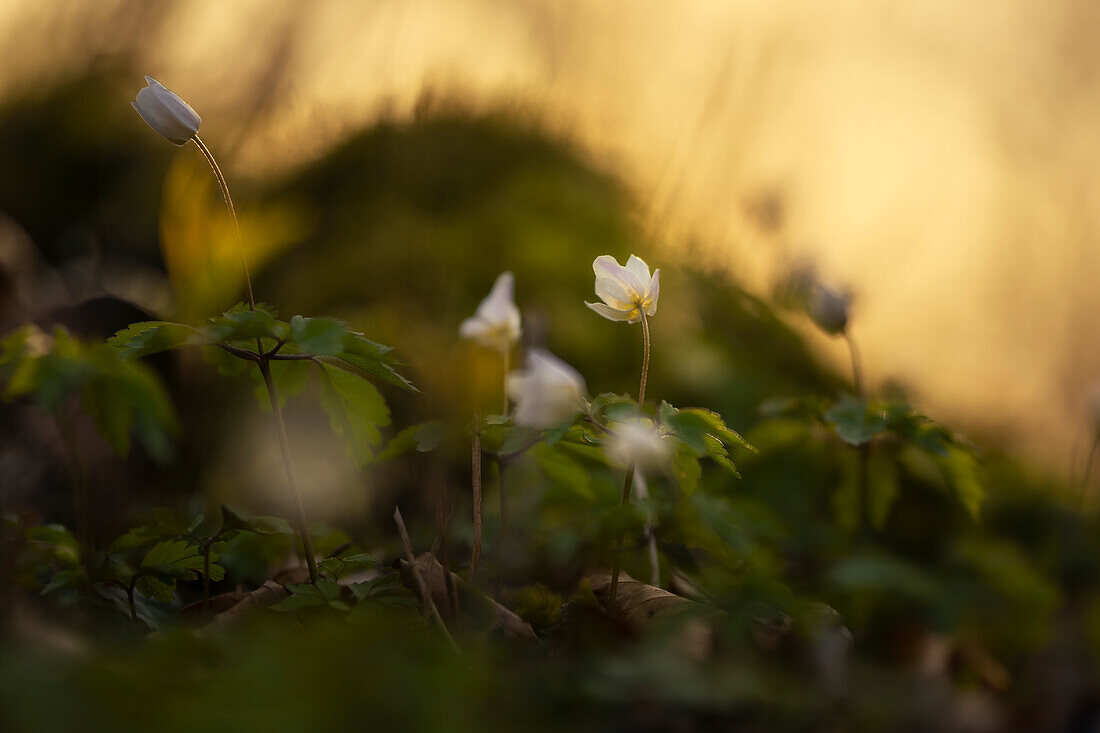  Wood anemone on a sunny spring evening, Bavaria, Germany 