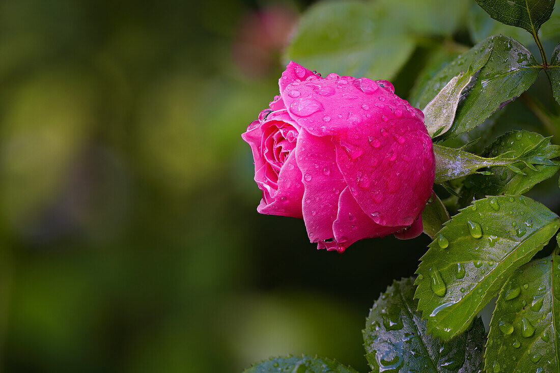 Die Blüte einer Rose nach einem Sommerregen, Bayern, Deutschland