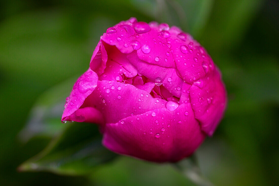 Die Blüte einer Pfingstrose nach einem Sommerregen, Bayern, Deutschland