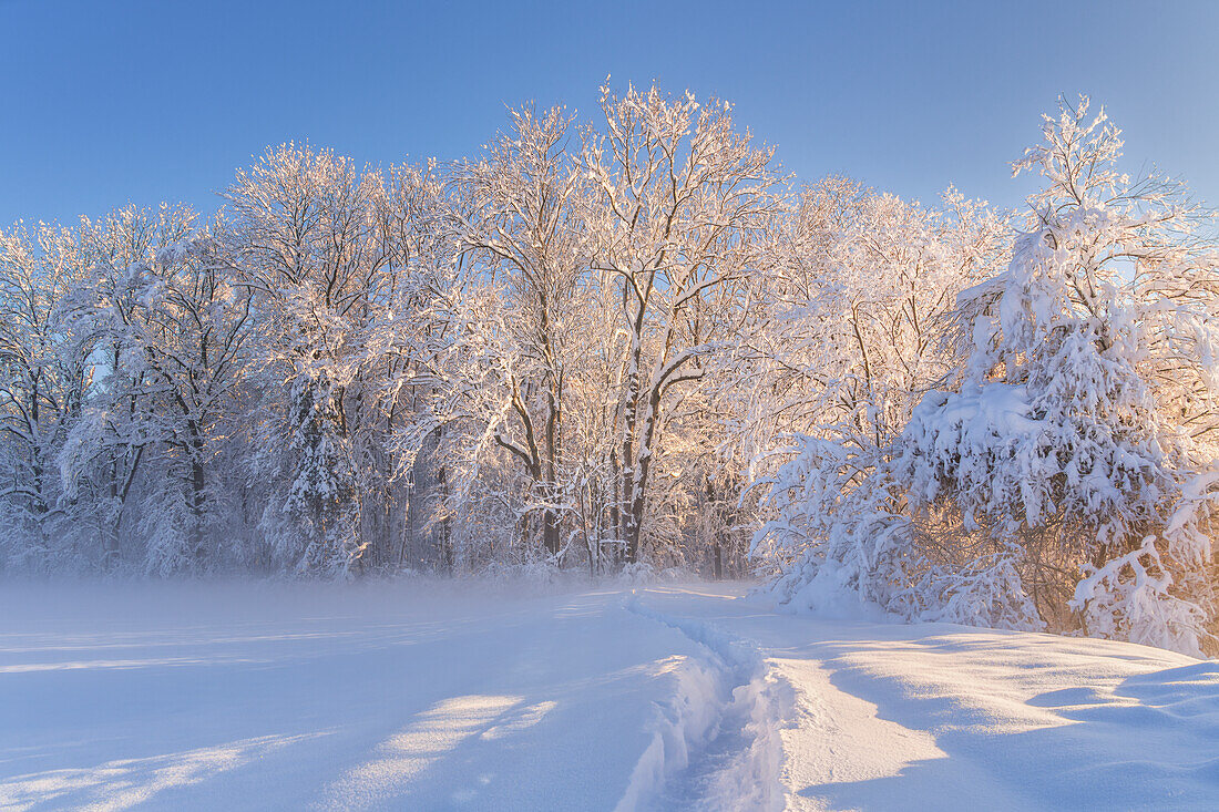 Winter im Weilheimer Moos, Weilheim, Bayern, Deutschland, Europa