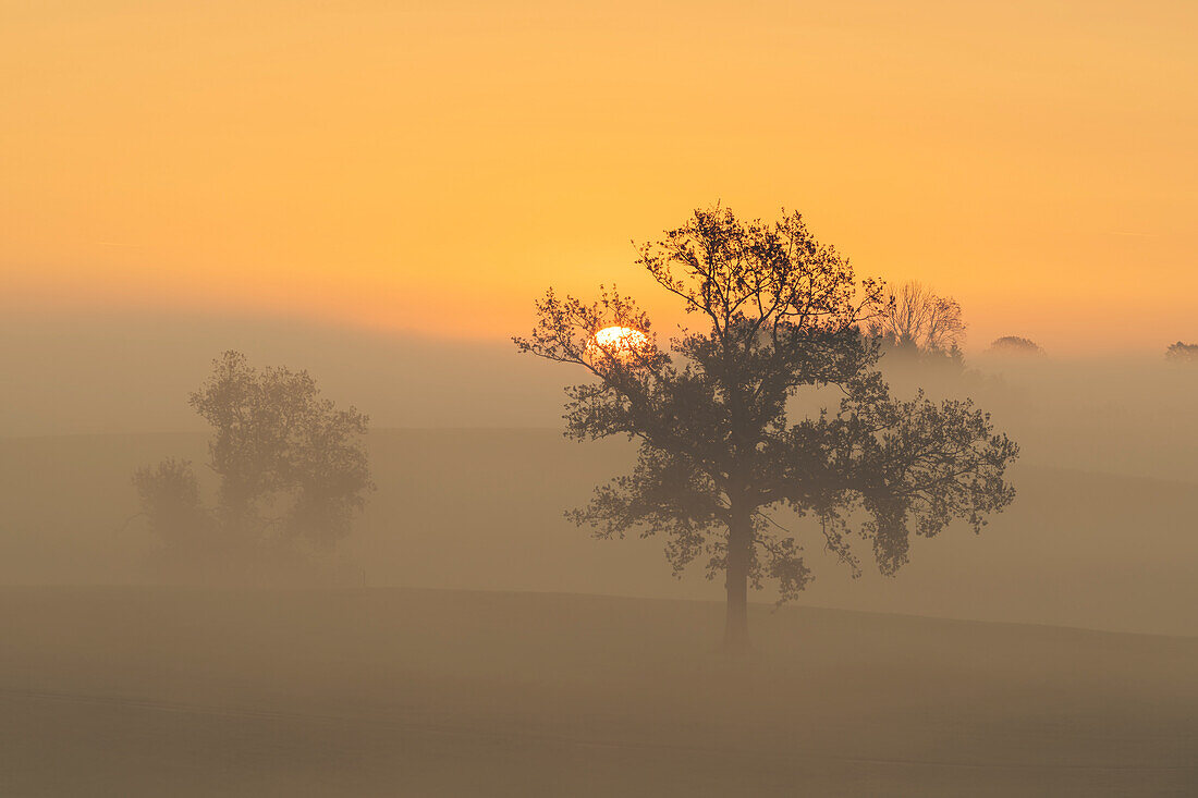  Foggy morning near Habach, Bavaria, Germany 