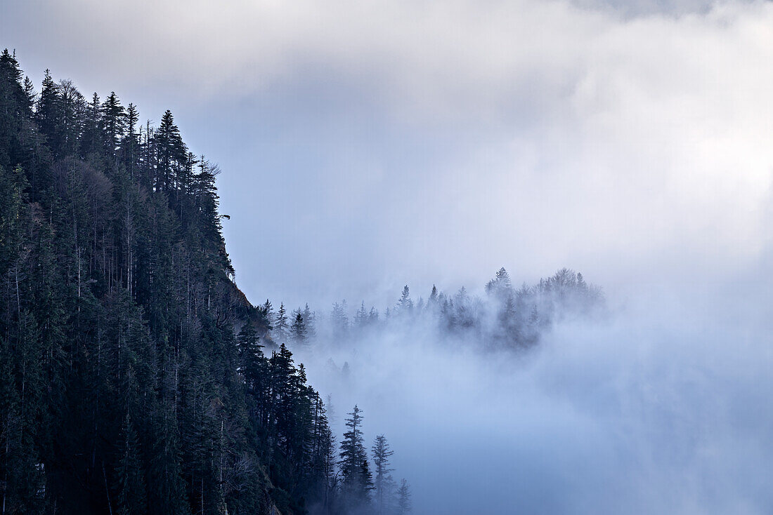  Foggy morning below the Sonnenspitz, Kochel am See, Bavaria, Germany 