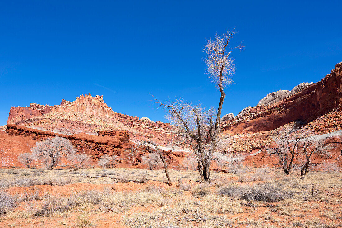 Capitol Reef Nationalpark mit dem Berg 'The Castle', Utah, USA, Vereinigte Staaten