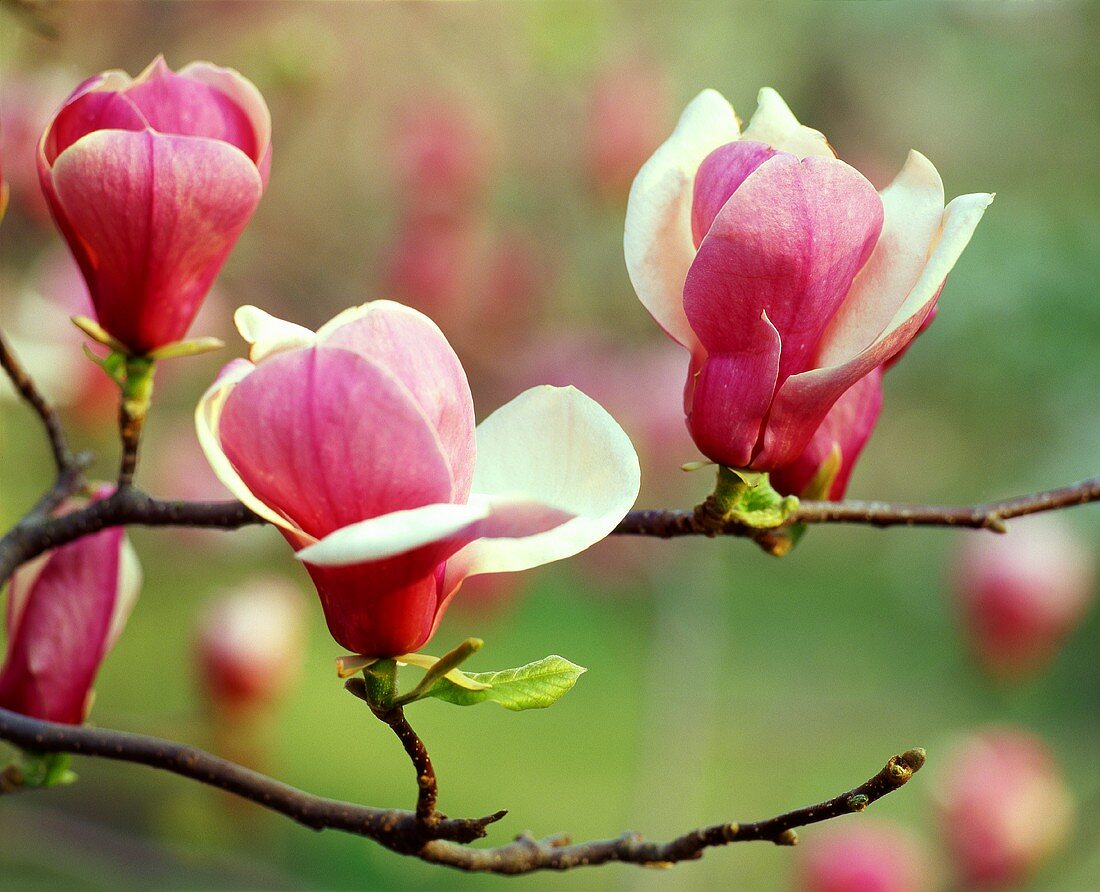 Magnolienblüten