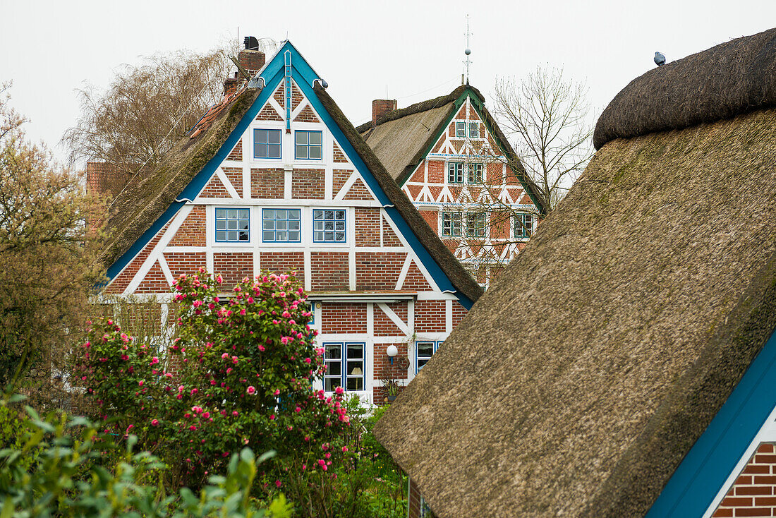  Half-timbered houses with thatched roof, Steinkirchen, near Jork, Altes Land, Lower Saxony, Germany 