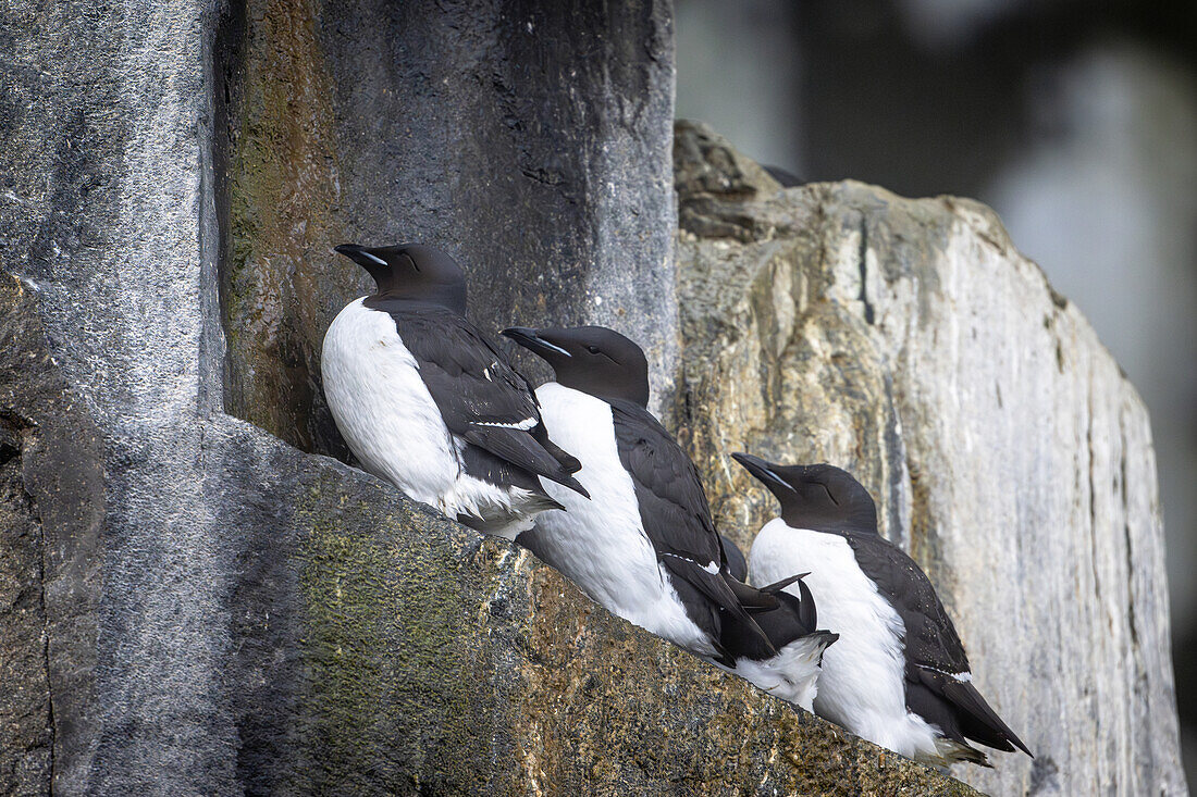 Dickschnabellummen (Uria lomvia) am Vogelfelsen Alkefjellet, Lummenfelsen in der Hinlopenstraße, Hauptattraktion sind Dickschnabellummen, Spitzbergen, Svalbard, Norwegen, Arktis